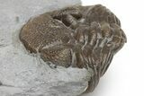 Enrolled Eldredgeops Trilobite Fossil - Paulding, Ohio #224922-4